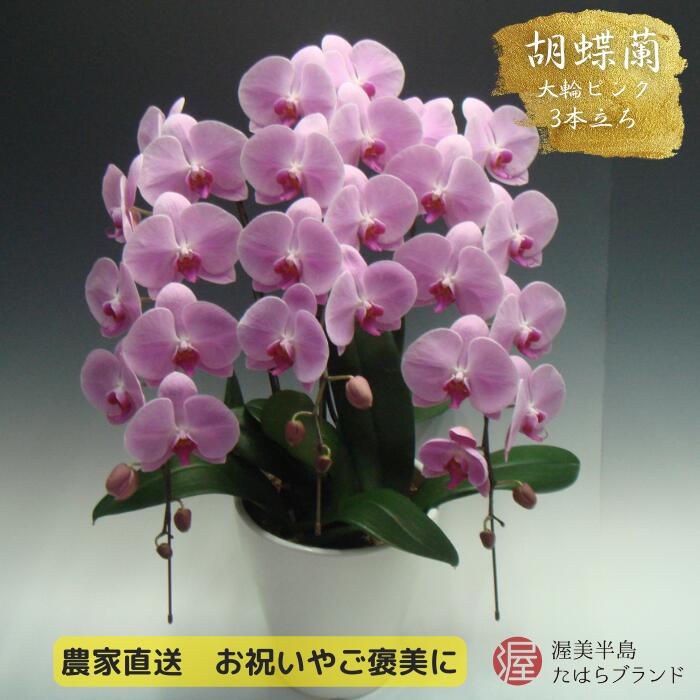 【ふるさと納税】胡蝶蘭 大輪 ピンク 3本立ち (30輪以上) 中村洋ラン 陶器鉢寄せ植え ギフト 鉢花 蘭 プレゼント 洋ラン 生花 お花 お祝い 開店祝い 就任祝い お供え 蘭 母の日 開店 新築祝い 記念日 ギフト 贈り物 田原市 【渥美半島たはらブランド】