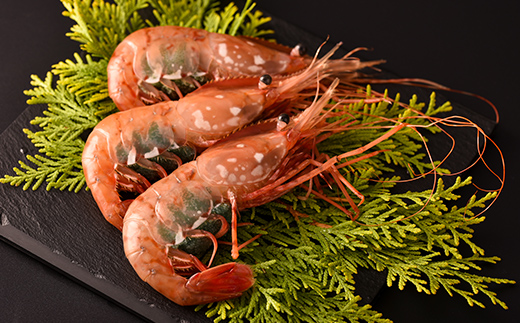 北海道噴火湾産 刺身用 子持ちボタンエビ 500g(12尾~15尾) 北海道産 えび エビ 海老 ぼたんえび ボタンエビ 牡丹エビ 刺身 子持ち 海鮮 冷凍 mr1-1266