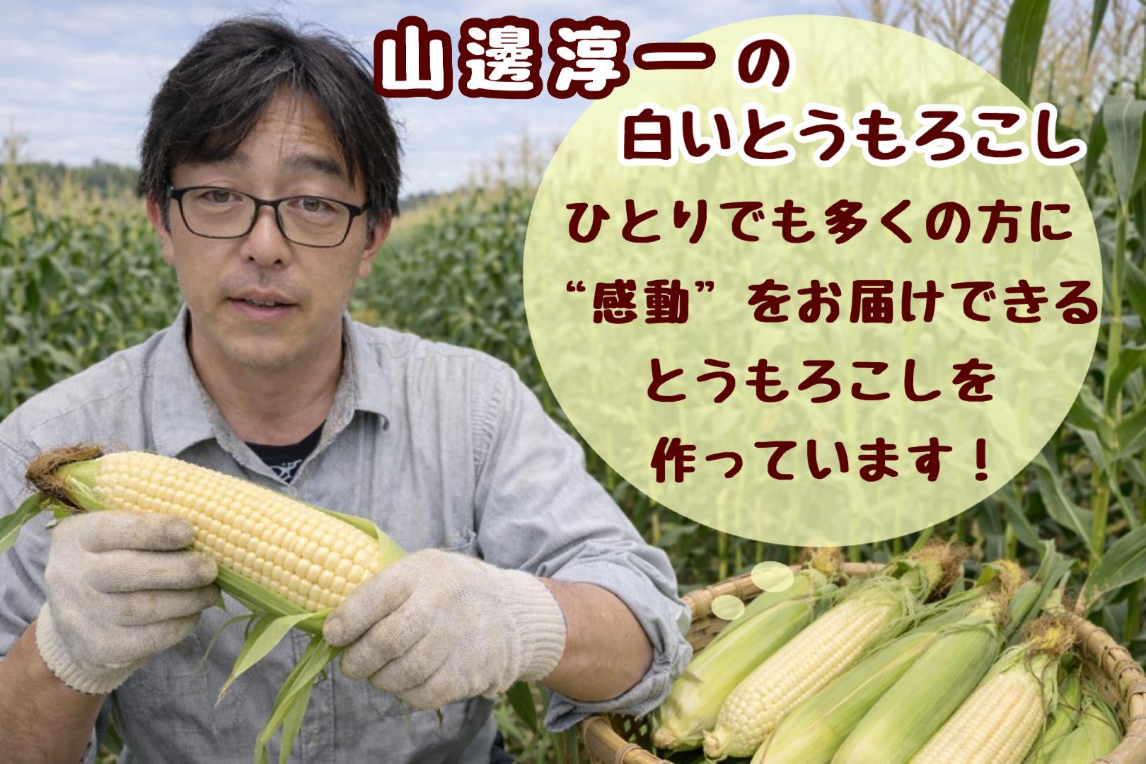 ＜2026年8月中旬よりお届け＞【朝採り】北海道壮瞥町 ホワイトコーン「ピュアホワイト」Lサイズ以上12本(約5kg) SBTQ003