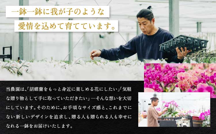  胡蝶蘭 花 母の日 ミディ胡蝶蘭 KouBou 空 2本立ち 【2026年5月上旬頃発送予定】 プレゼント 蘭 ラン 洋蘭 ミディサイズ 観賞用 お祝い 贈答 贈答用 かわいい おしゃれ 鉢植え 風