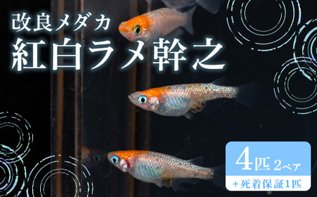 676 メダカ 紅白ラメ幹之 2ペア 改良メダカ【トリハタめだか】