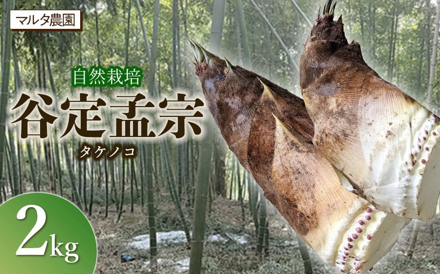 【令和8年産 先行予約】自然栽培 谷定孟宗（タケノコ）2kg　マルタ農園　筍 竹の子