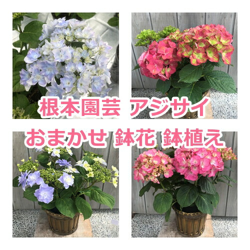 【2026年 先行予約】アジサイ 色おまかせ 5号｜紫陽花ギフト 花苗 鉢植【53850-001-01】