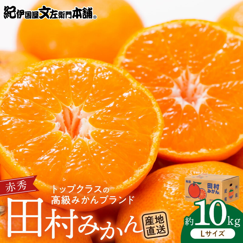 【ふるさと納税】田村みかん／特選ギフト品10kg【Lサイズ】赤秀／紀州和歌山有田郡湯浅町田村地区産／最高級プレミアムブランドの田村ミカン／紀伊国屋文左衛門本舗(お届け日指定不可)