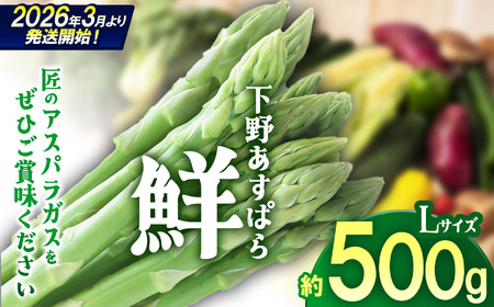 【先行予約】下野あすぱら『鮮』 Lサイズ 500g  | 先行予約 アスパラ アスパラガス 野菜 選べる内容量 旬野菜 とれたて 春 人気 送料無料 栃木県 下野市