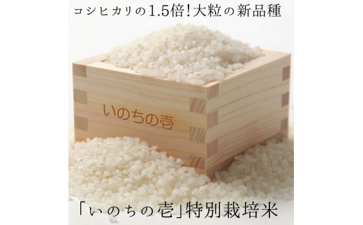 
                  【入金確認後、2週間で発送】令和7年産 いのちの壱 5kg / ふっくら 大粒 特別栽培 米  龍の瞳 品種 米 単品 米 精白 米 ブランド 米 銘柄 米 単一原料 米 5キロ 米 白 米 定期便 ではない 飛騨市 産地直送 飛騨の米 毎日の 米 おにぎり お弁当 和食 ごはん
                