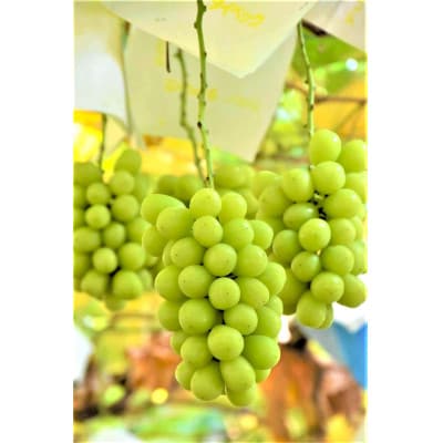 ◆先行受付◆産地直送 山梨名産!旬のシャインマスカット 2～4房(計1.5kg)【配送不可地域：離島】