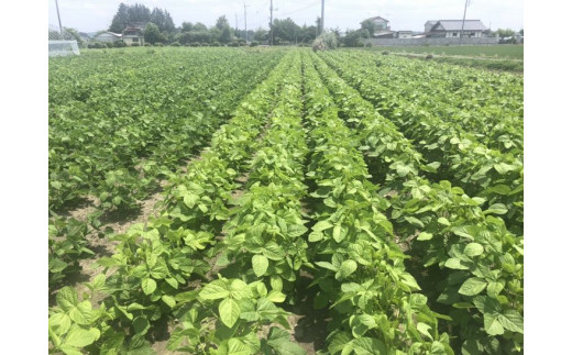 土づくりからこだわったオリジナルブランド枝豆「味雷」2kg（250g×8袋） | えだまめ えだ豆 濃厚 オリジナル 産地直送 ※2026年7月～発送