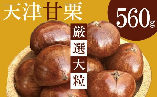 この道50年の職人が焼く、やさしい甘みたっぷりの「厳選大粒」天津甘栗 560ｇ！ 発送当日に焼き上げ 焼きたて 栗 くり 栗爪 殻付き お菓子 おつまみ 人気 高リピート 小分け 栗ご飯 栗きんとん 甘露煮 H045-064