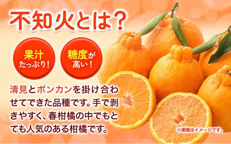 訳あり 不知火 5kg しらぬい