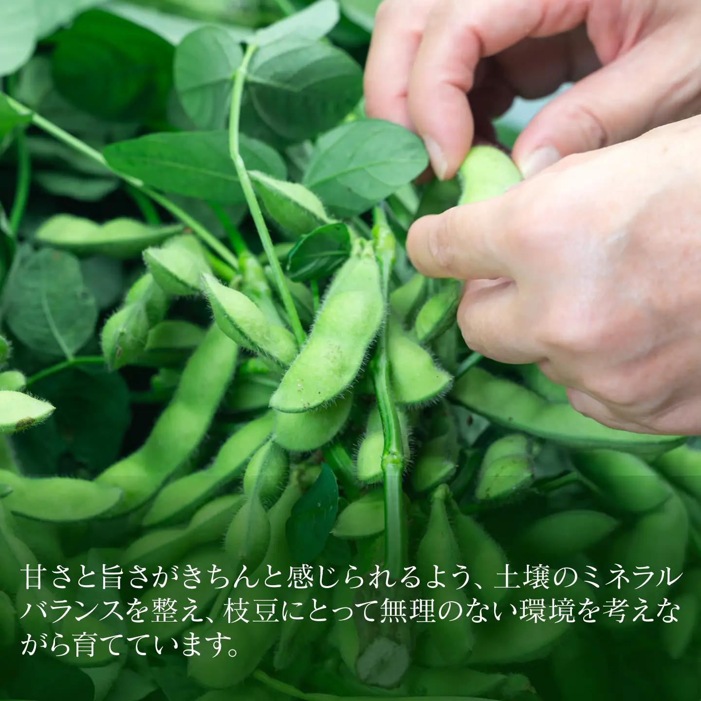 枝豆 梵天薫えだまめ（優品・家庭用）180g×5袋 枝豆