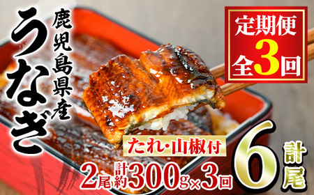 【36039】＜定期便・全3回＞東串良町 うなぎ 蒲焼 (無頭)(2尾・計約300g・タレ、山椒付×3回) 高級 ウナギ 鰻 国産 たれ 鹿児島 ふるさと 人気【アクアおおすみ】
