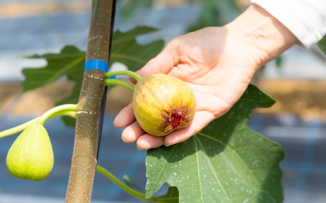 いちじく（とよみつひめ）8パック【2026年7月下旬～8月下旬発送予定】 いちじく フルーツ 果物 くだもの 冷蔵 福岡県 うきは市