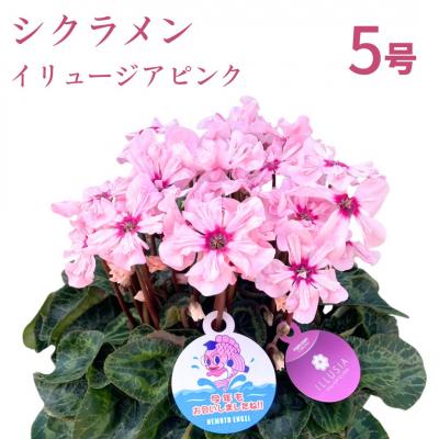 ふるさと納税 南相馬市 【2026年 先行予約】シクラメン イリュージア ピンクラテ 5号 | 花ギフト 贈答 根本園芸