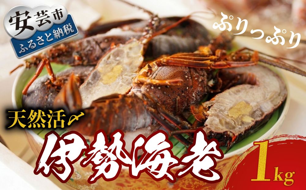【ふるさと納税】 天然活〆伊勢海老 1kg イセエビ 伊勢えび 海老 エビ 刺身 さしみ 海鮮 魚介類 天然 贅沢 冷凍 新鮮 国産 ふるさと納税伊勢海老 ふるさと納税海鮮 ふるさと納税魚介 高知県 安芸市