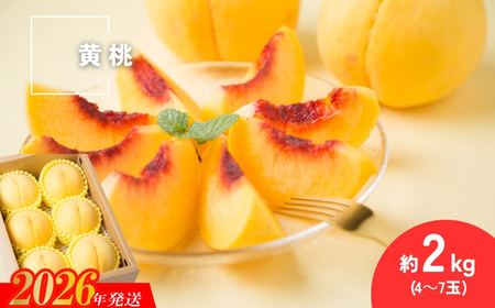 No.3306 種まきうさぎ 福島市産 黄桃 (品種おまかせ)　約2㎏