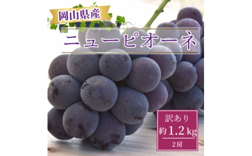 ＜2026年8月より発送＞訳あり家庭用　岡山県産ニューピオーネ約1.2kg(2房)【1612618】