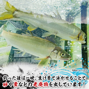 【夏季限定】清流 久慈川 天然鮎 6～7匹｜茨城県 大子町 あゆ 魚 川魚 冷凍（AA001）
