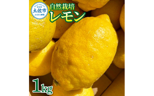 自然栽培レモン 約1kg レモン れもん 檸檬 柑橘 果物 産地直送 お取り寄せ ギフト 高知 土佐 高知県 土佐市【有限会社 四万十くじら】[BQBR001]