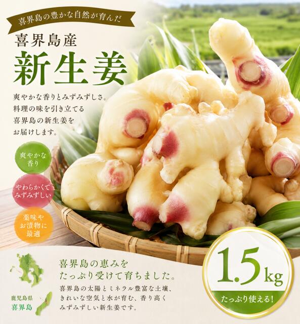【ふるさと納税】喜界島産『新生姜』1.5Kg　ショウガ/しょうが【2026年8月頃から発送】