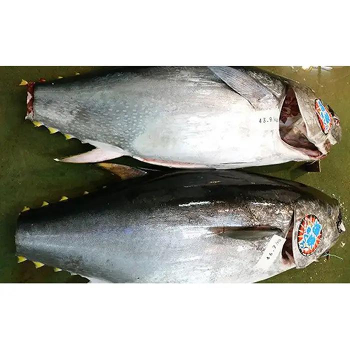 【2027年1月以降順次発送】北海道福島町 水揚げ 本マグロ 「海峡まぐろ」 大トロ 150g FKO011
