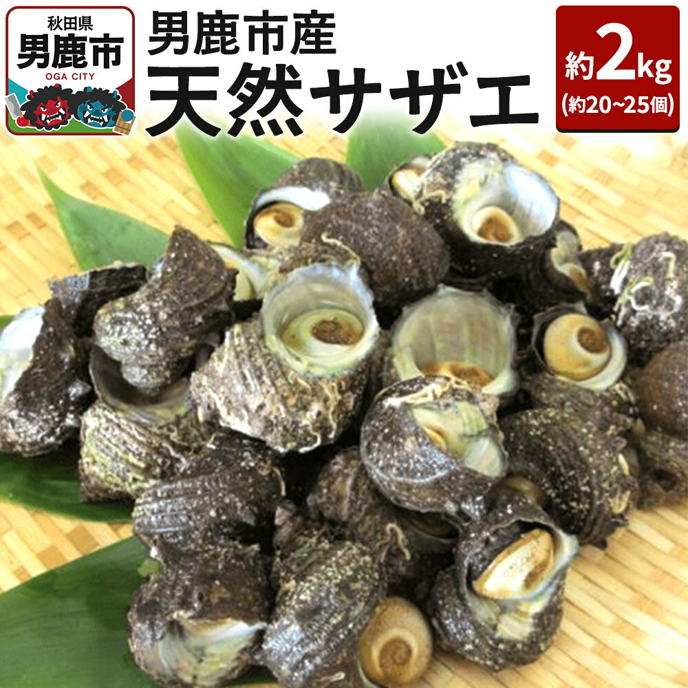【ふるさと納税】《7月中旬より出荷》男鹿産天然さざえ 約2kg (約20個〜25個) サザエ 栄螺