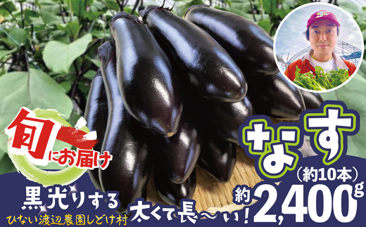ナス 黒光りする太くて長い！ 約2400g　40P3218　/ 東北 秋田 大館 野菜 新鮮 農産物 農家 なす 農家直送