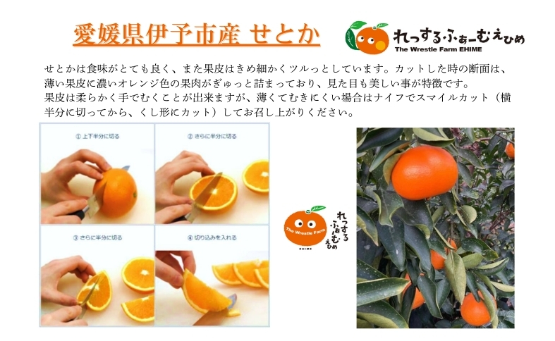 せとか 3kg 優品 12～15個 先行予約 レッスルファーム みかん 愛媛 数量限定 お取り寄せ おすすめ 美味しい おいしい グルメ フルーツ くだもの 愛媛県産 人気 柑橘 伊予市｜B258