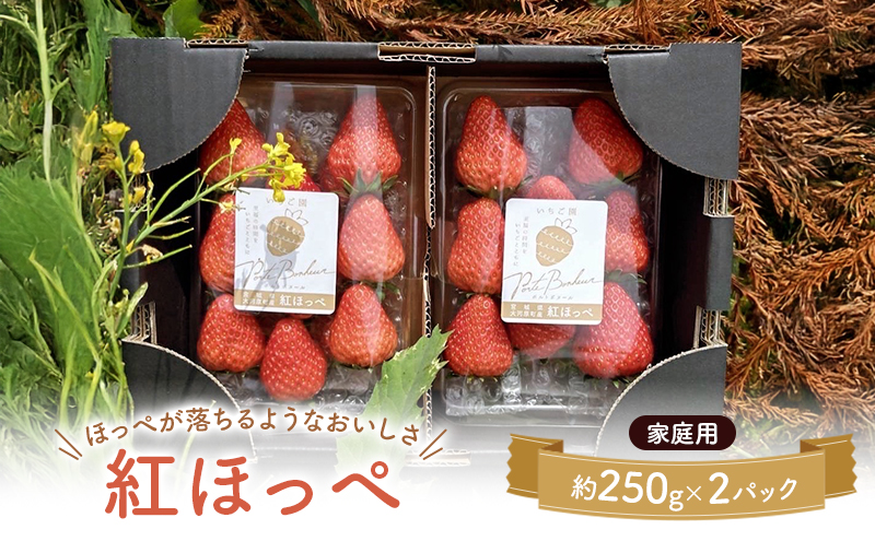大河原町のいちご 完熟いちご 2パック 果物 フルーツ 苺 紅ほっぺ かおり みずみずしい ジューシー 期間限定 季節限定 家庭用