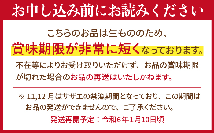 天然活サザエ 約1.8kg（10-13個程度）【株式会社ひらど新鮮市場】[KAB006]/ 長崎 平戸 魚介類 天然 サザエ