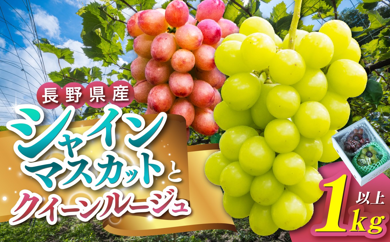 
            【先行受付：2026年発送】松本市山辺産　シャインマスカット・クイーンルージュ　各１房（１キロ以上） │ シャインマスカット クイーンルージュ®  先行受付 ぶどう ブドウ 葡萄 フルーツ 果物 ふるさと納税 長野県 信州 松本市
          