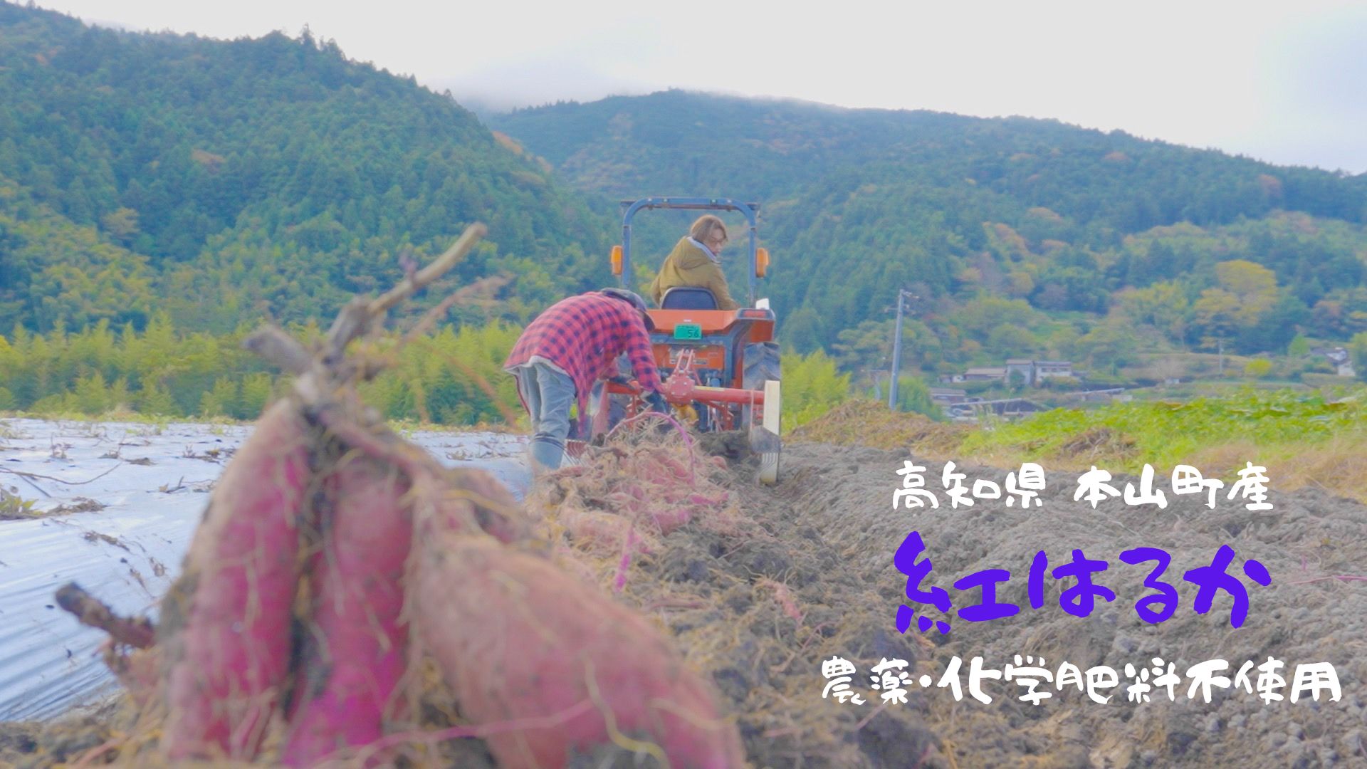 自然のままに。山下農園の超自然農法で育ったさつまいも（紅はるか）5kg