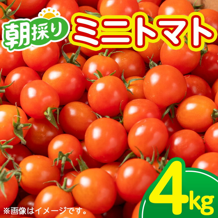 【ふるさと納税】＜先行予約受付中！2025年10月中旬頃より順次発送予定＞《期間限定》ミニトマト (4kg) 国産 鹿児島県産 トマト ミニトマト 野菜 やさい 生野菜 新鮮 朝採れ 朝採り 旬 期間限定 サラダ お弁当 【(株)AGRICIA】