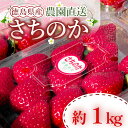 【ふるさと納税】いちご 朝摘み 冷蔵 計1kg 200g (5パック) 苺 さちのか 【先行予約】 【2025年1月より順次発送】 イチゴ 四国 徳島 小松島 産地直送 期間限定 フレッシュ イチゴ フルーツ 果物 国産 ふるさと人気 限定出荷 いちご 苺 イチゴ ブランド 【送料無料】