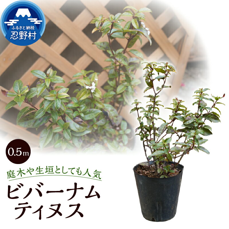 【ふるさと納税】ビバーナムティヌス 家庭菜園 植物 樹木 ガーデニング 植木 苗 庭木 送料無料 山梨県 忍野村