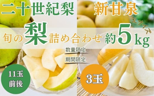 【先行予約】【数量限定】「ス梨・果ラット ダイヤ」 二十世紀梨 新甘泉 セット（5kg）【倉吉産】令和7年産 梨 鳥取 梨 5kg 果物 フルーツ 和梨 先行予約 数量限定 詰め合わせ 二十世紀梨 新甘泉 20世紀梨 セット 食べ比べ