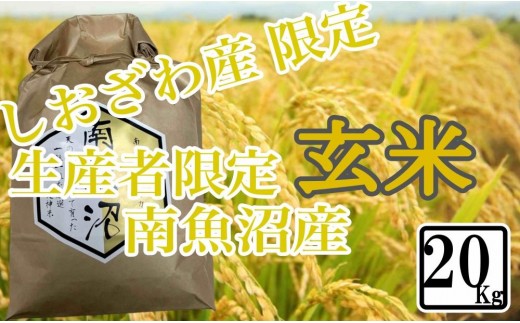 
                  【令和8年産　新米予約】【20kg】玄米 しおざわ産限定 生産者限定 南魚沼産コシヒカリ【銘柄米 ブランド米 玄米 こしひかり コシヒカリ 魚沼産 新潟米 産地直送 お米 米 こめ コメ ご飯 御飯 ごはん】【2026年10月上旬から1ヶ月以内に順次発送予定】
                