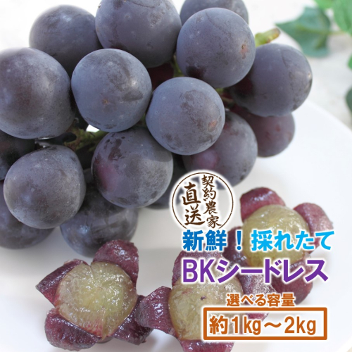 テレビで紹介されました！【先行予約】【令和8年発送】農家直送！ 新鮮！ 朝づみぶどう BKシードレス 種なし 約1kg 約1.5kg 約2kg フルーツ 果物 贈答 大分県産 採れたて_2657R