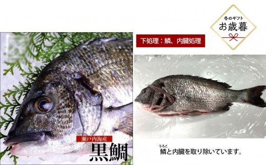 【お歳暮】【鱗、内臓処理】黒鯛 1尾（約1ｋg）ちぬ チヌ 刺身 | 黒鯛 チヌ 鯛 鮮魚 刺身 国産 新鮮 活魚 ギフト お歳暮 グルメ お取り寄せ 人気