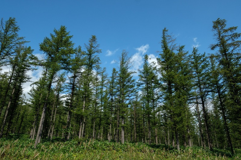 
            AB-1001 新得町有林の植林オーナー　苗木100本分
          