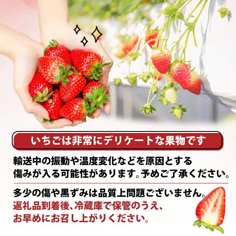 いちご 古都華いちご（250g×２P）【2027年1月～発送】 10-205