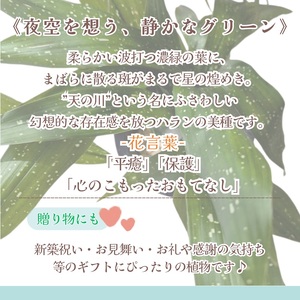 緑の匠が選んだ観葉植物 素敵な空間づくりに ハラン天の川( 観葉植物 ハラン天の川 インテリア 植物 贈り物 送料無料 )【B2-176】