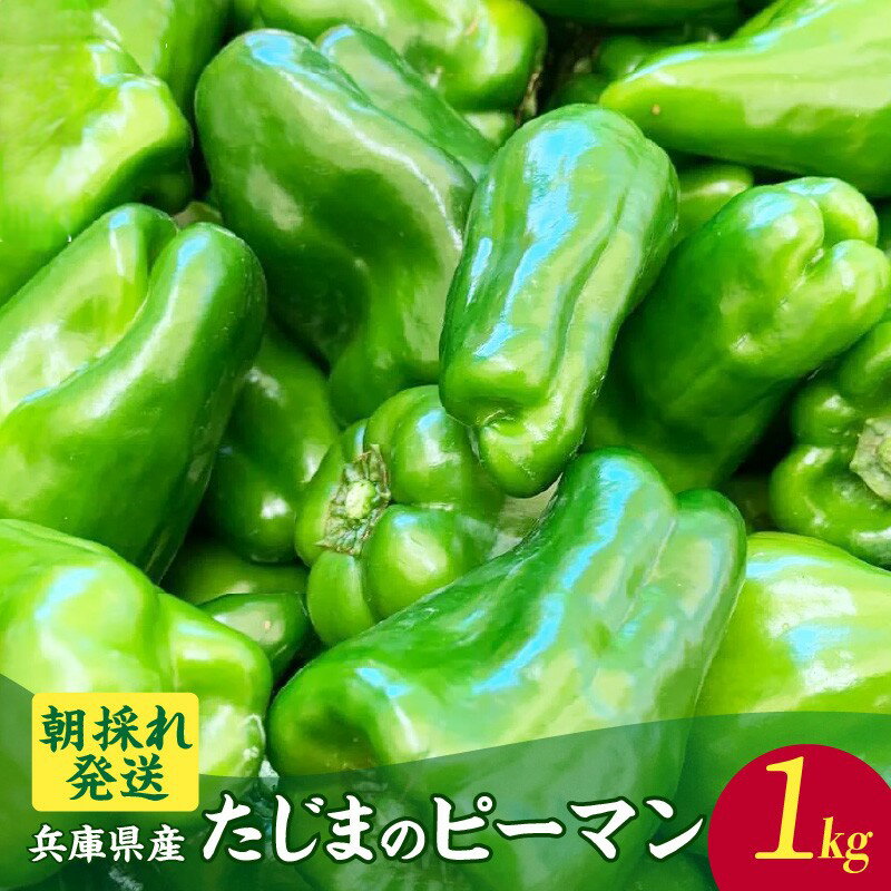 【ふるさと納税】【先行予約】【朝採れ発送】 たじまのピーマン 【1kg】肉厚ながら苦みが少なく濃い緑が輝くピーマン ！ ※期間限定 香美町 野菜 ピーマン 緑黄色野菜 採れたて野菜 ベジタブル 農作物 人気 サラダ 炒め物 万能野菜 自然の恵み 夏野菜 41-26 送料無料