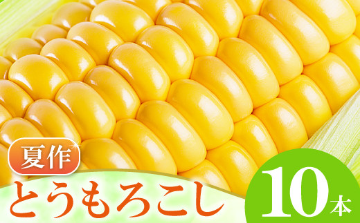 A-1160 ［夏作］朝採れとうもろこし　10本