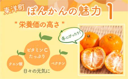 【先行予約】ポンカン 海のミネラルをたっぷり含んだ甲浦のポンカン 10kg 国産 東洋町産 訳アリ 甘い 栄養たっぷり ジューシー フルーツ 蜜柑 ミカン 果肉 四国 お取り寄せ フルーツ 果物 家庭