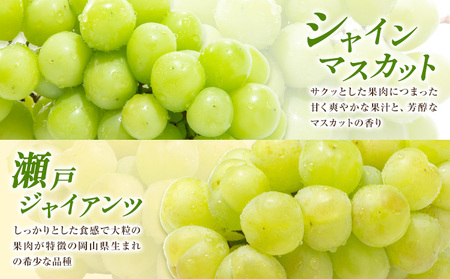 【先行予約】ぶどう ご家庭用 旬 の ぶどう 2種セット おまかせ2種 合計約2kg たけまさぶどう園 《8月中旬-10月中旬頃出荷》岡山県 浅口市 フルーツ デザート おやつ マスカット ぶどう 果