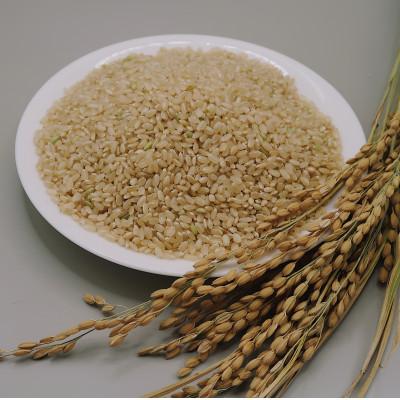 ふるさと納税 富良野市 【玄米】令和7年産米　富良野産　栽培期間中出来るだけ農薬を減らして作った　ななつぼし　10kg