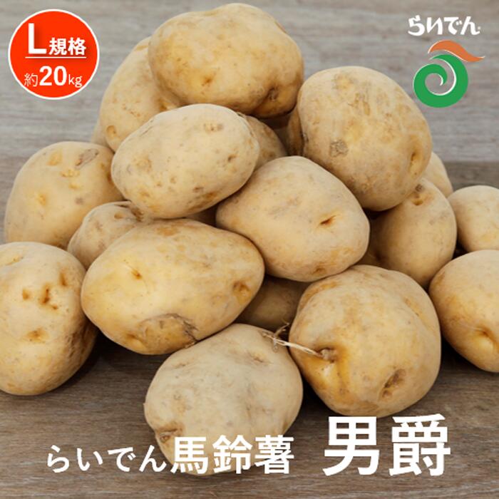 【ふるさと納税】2025年 8月 出荷 先行予約 らいでん 馬鈴薯 男爵 L 規格 約 20kg じゃがいも イモ 芋 ポテト 北海道 共和町 産地直送 JAきょうわ 野菜 根菜 　お届け：2025年8月下旬〜2025年9月下旬まで