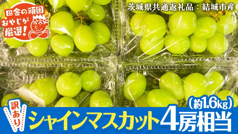 【2026年9月より発送開始】【 訳あり 】 シャインマスカット 4房相当（約1.6kg）  田舎の頑固おやじが厳選！（茨城県共通返礼品 [ぶどう]：結城市産）果物 フルーツ 不揃い わけあり 先行予約 家庭用 フルーツ ブドウ 果物 ぶどう シャイン マスカット くだもの 先行予約 [BI208-NT]