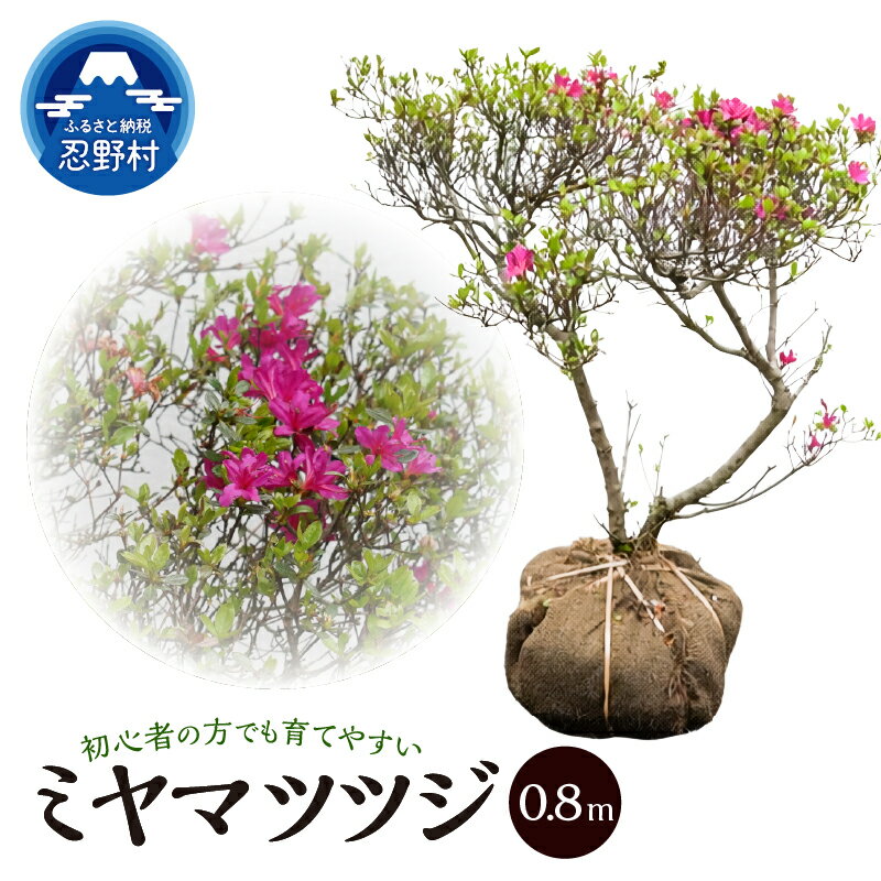 【ふるさと納税】 ツツジ 本霧島ツツジ ミヤマツツジ つつじ 赤 植木 植物 樹木 常緑低木 緋紅色 小輪の花 ガーデニング 苗 庭木 送料無料 山梨県 忍野村